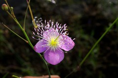 Cleome chelidonii