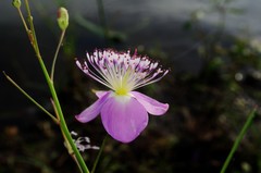 Cleome chelidonii