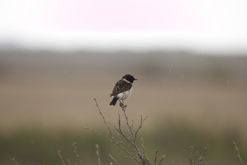 Siberian Stonechat, Karaganda, 100000, Казахстан, photo 9 of 10