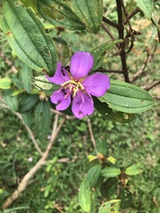 Melastoma malabathricum