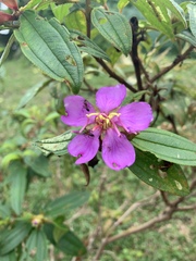 Melastoma malabathricum