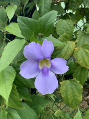 Thunbergia laurifolia