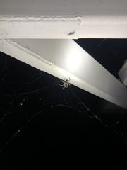 Arachnida