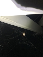 Arachnida