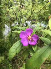 Melastoma malabathricum