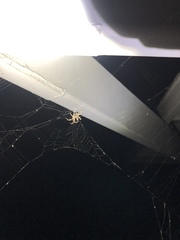 Arachnida