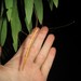 Delicate Stick Insect - Photo (c) Matthew Connors, some rights reserved (CC BY-NC), uploaded by Matthew Connors