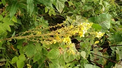 Verbascum pyramidatum
