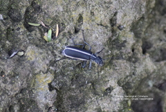 Epicauta cinctipennis