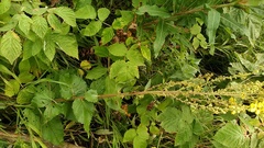 Verbascum pyramidatum