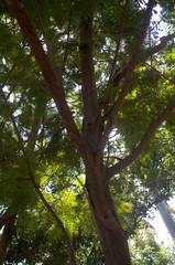 Peltophorum pterocarpum