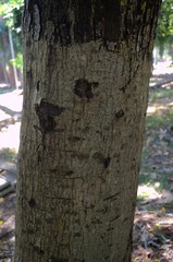 Peltophorum pterocarpum