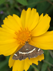 Spoladea recurvalis
