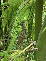 Calotes versicolor