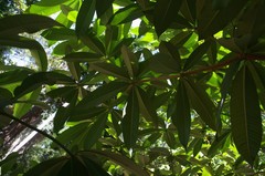 Alstonia scholaris