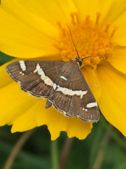 Spoladea recurvalis