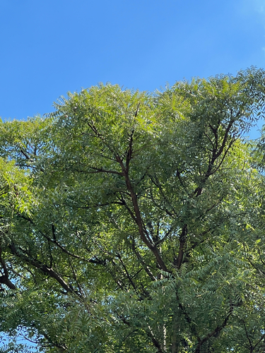 Foto de Mopane