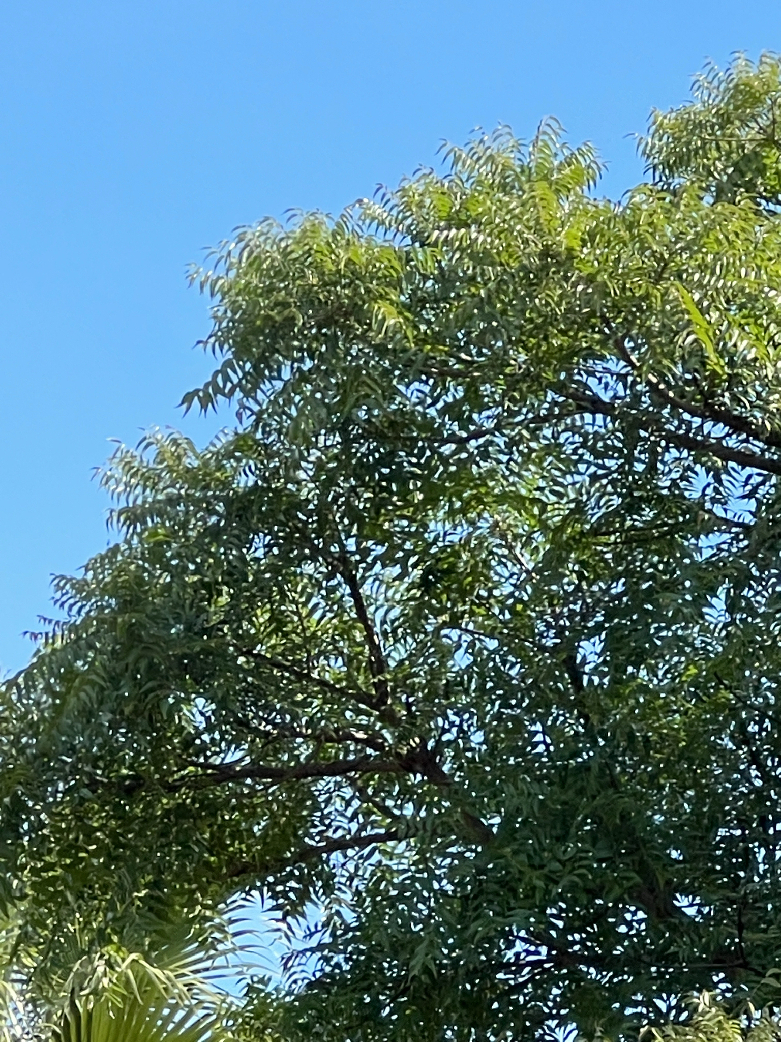 Imagem de Mopane