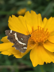 Spoladea recurvalis