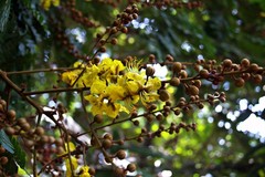 Peltophorum pterocarpum