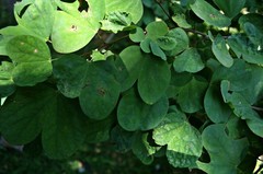 Bauhinia tomentosa