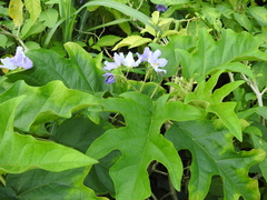 Solanum wrightii
