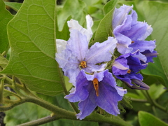 Solanum wrightii