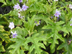 Solanum wrightii