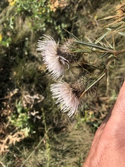 Cirsium furiens
