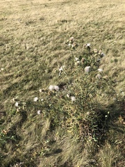 Cirsium furiens