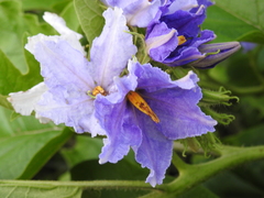 Solanum wrightii