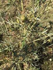 Cirsium furiens