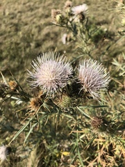 Cirsium furiens