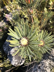 Leucadendron album