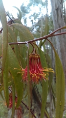 Amyema pendula pendula