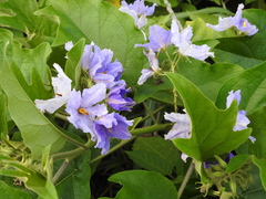 Solanum wrightii