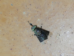 Lepiselaga