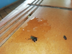 Lepiselaga