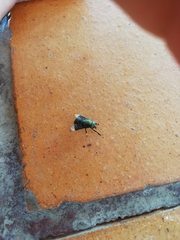Lepiselaga