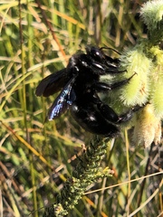 Erica sparrmanni