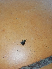 Lepiselaga