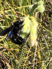 Erica sparrmanni