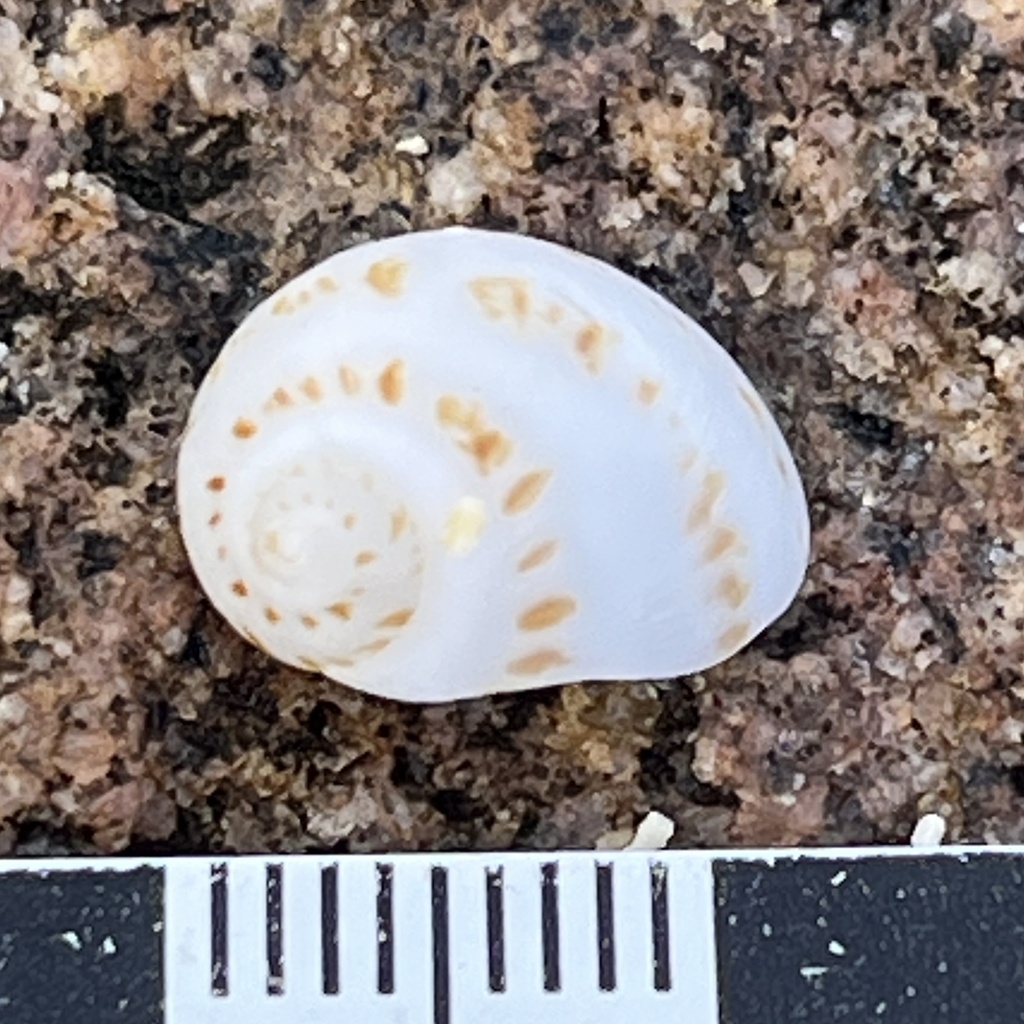 Eunaticina umbilicata