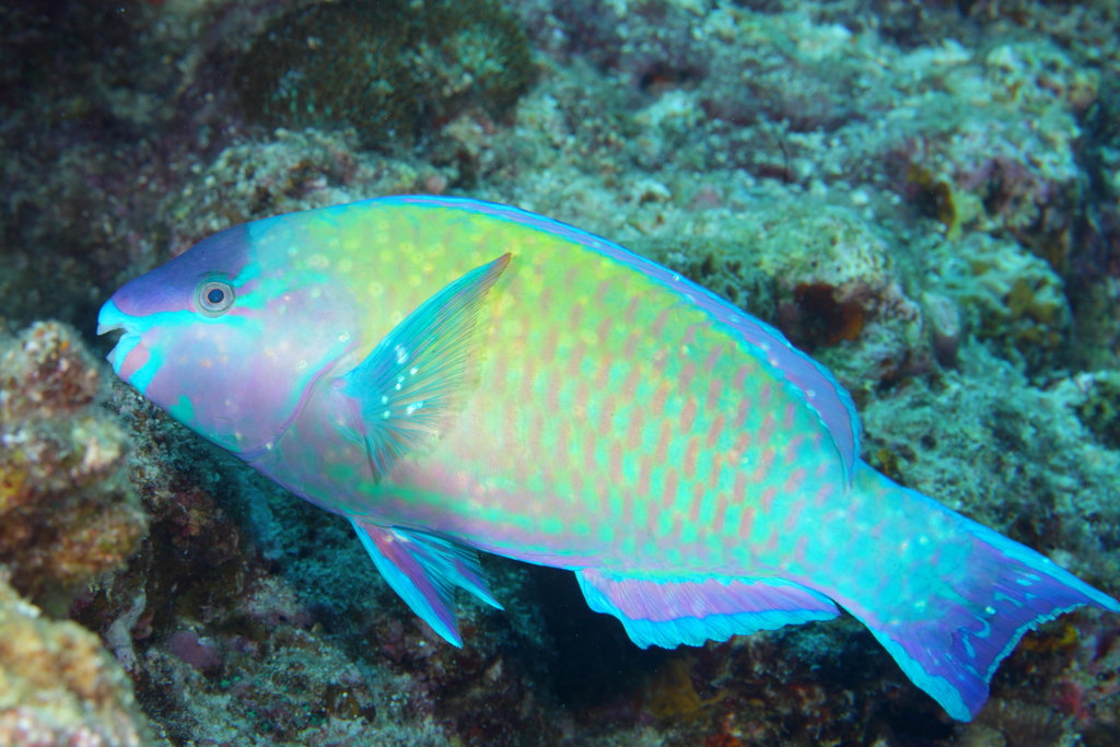 Parrotfishes
