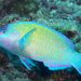 Parrotfishes - Photo (c) Klaus Stiefel, some rights reserved (CC BY-NC)