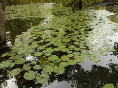 Nymphaea jamesoniana, photograph (c) Julio Cesar Chavez Barrera, some rights reserved (CC BY)
