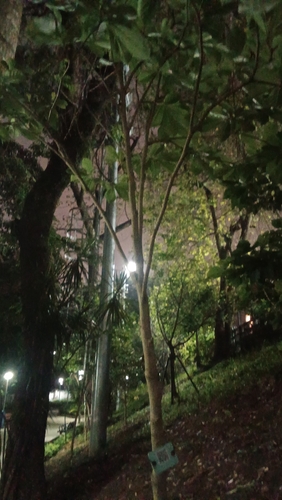 Foto de Magnólia