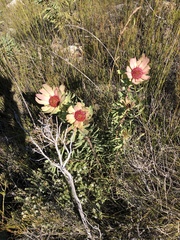 Leucadendron pubibracteolatum