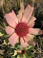 Leucadendron pubibracteolatum