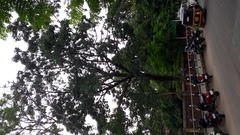 Terminalia bellirica